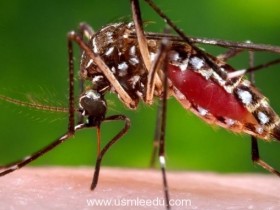 Google 母公司于加州释放2000万只受感染蚊只，控制传染病