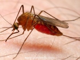 新型疟疾疫苗临床试验证明100% 有效
