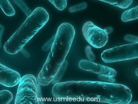 新研究显示与年龄相关的慢性炎症也可以被肠道细菌所影响