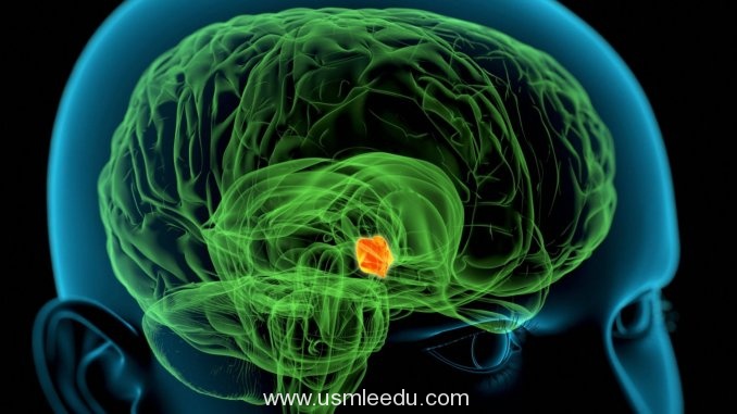 下视丘和杏核的大小相当，主要功能是连接神经系统与调节内分泌系统